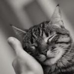 2nd Image of a cat for purring blogpost