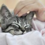 1st Image of a cat for purring blogpost