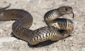 Image of a black venomous snake
