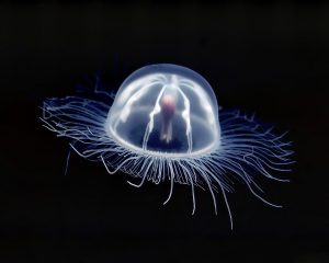 Image of an Irukandji jelly fish