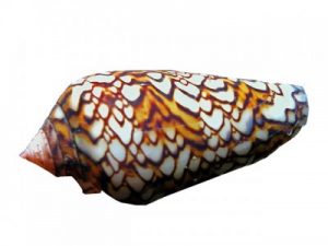 Image of a Cone Shell