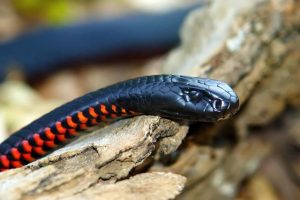 Image of a Red bellied black snake