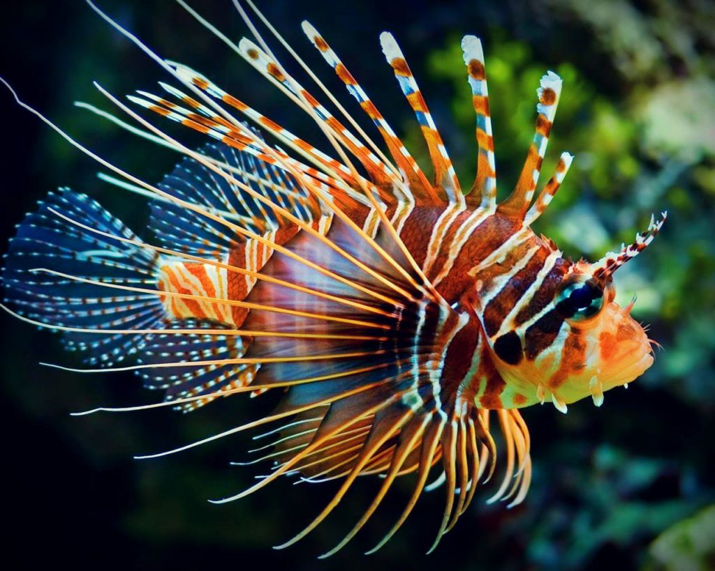 Image of a lionfish