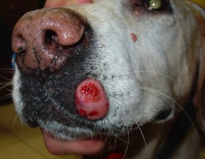 Image of a dog with lump