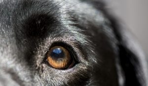 Image of a dog's eye