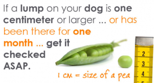 Image of a size of a pea lump