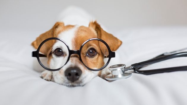 Image of a cute young small dog sitting on bed wearing stethoscope and glasses