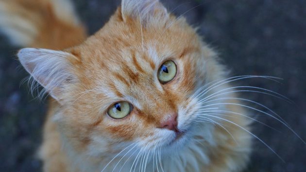 Image of a Yellow beautiful fluffy cat sitting on the road from the gray asphalt