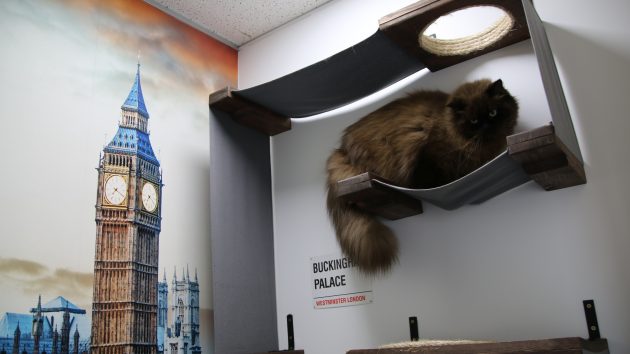 Image of a cat enjoying his london suite - cat hotel in Brisbane