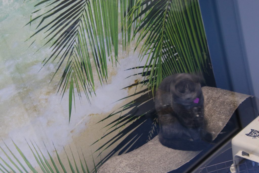 Image of a cat in a pet hotel