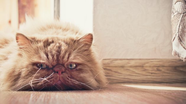 Image of a sad and pensive cat lying on the floor