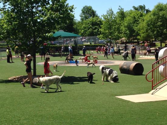 are dog parks safe from disease