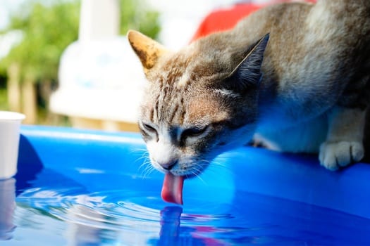 Heat Stress In Our Pets McDowall Veterinary Practice